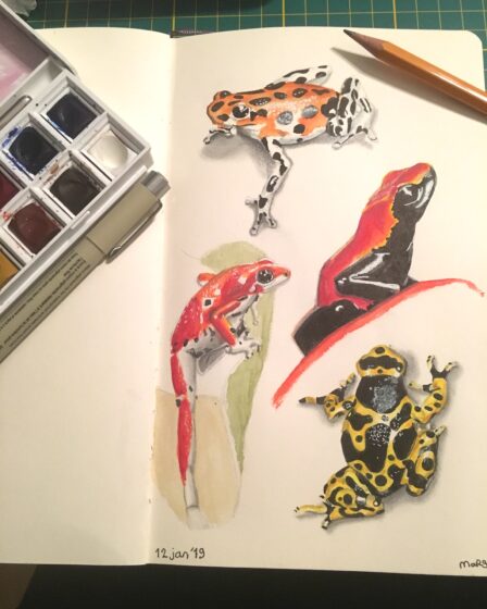 Sketch of dart frogs