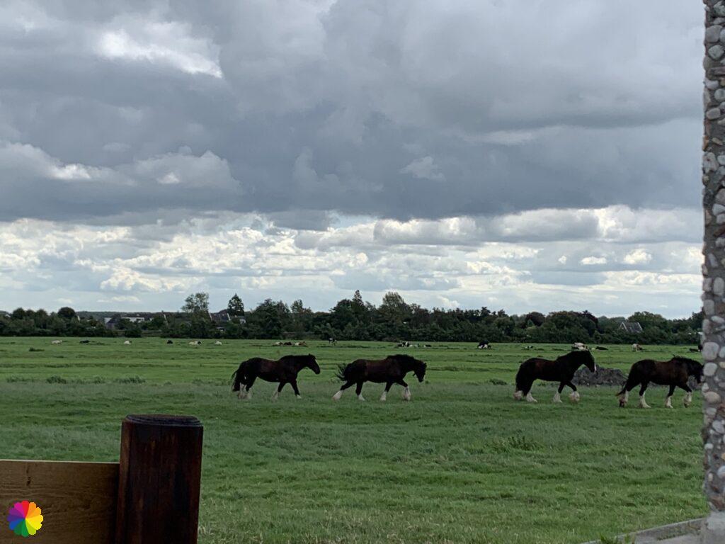 Horses in a row