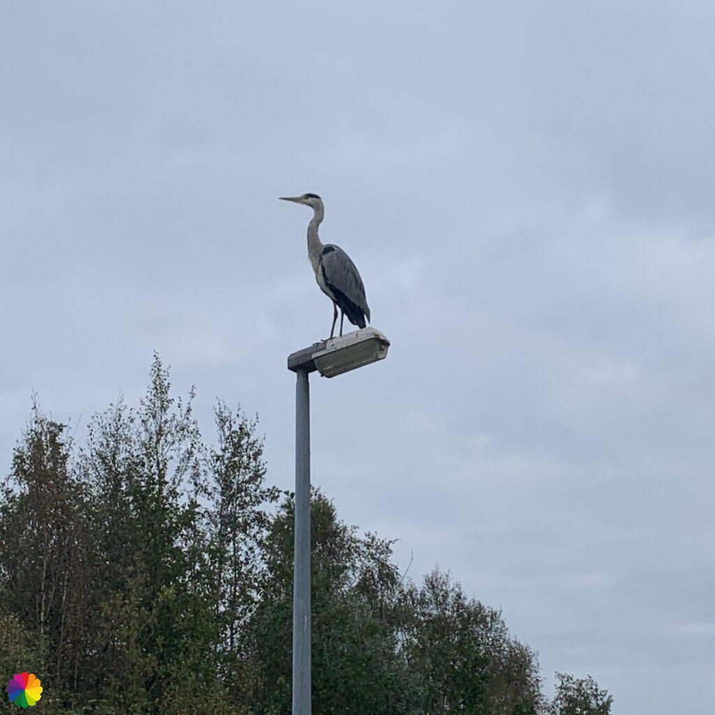 A heron standing on a lamp post