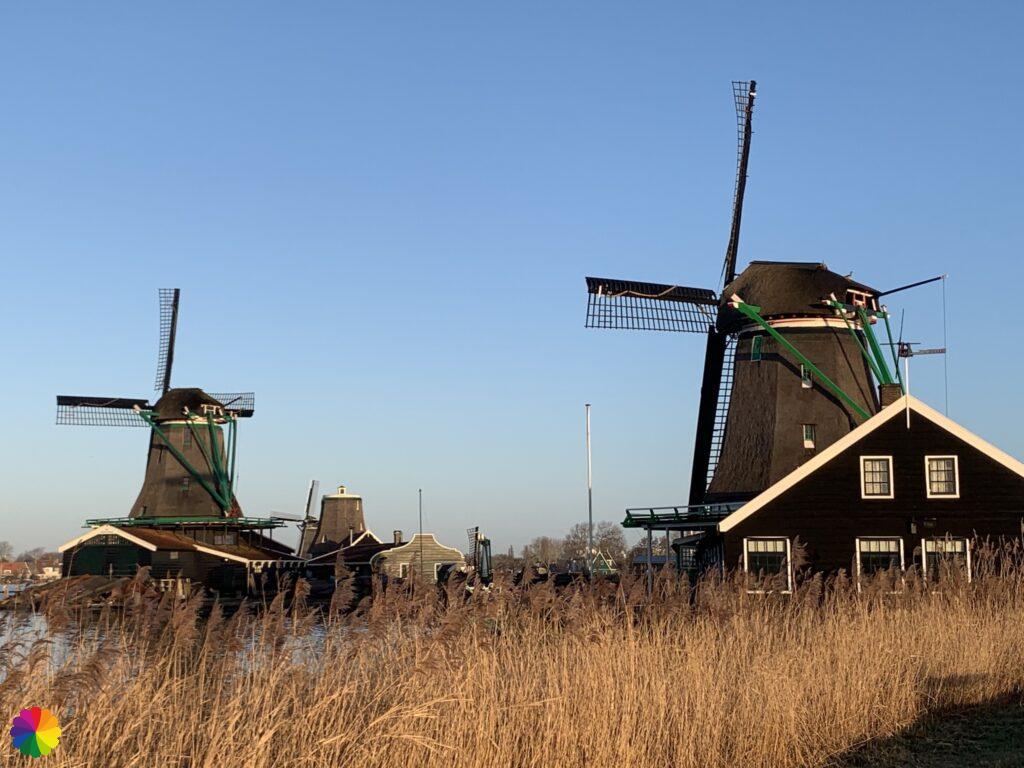 Oil mill de Zoeker (the Searcher and sawmill het Jonge Schaap (the young sheep)