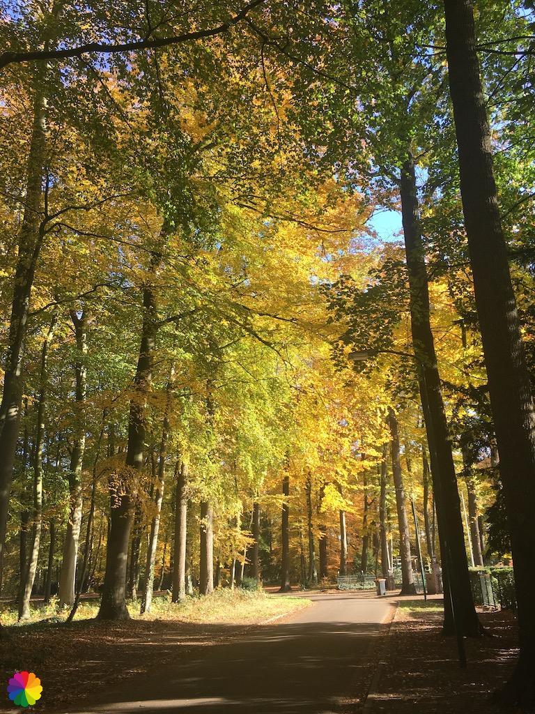 Golden-yellow leaves on the trees Groenekan trail 2
