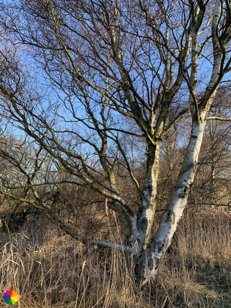 Whimsical birch tree in het Twiske
