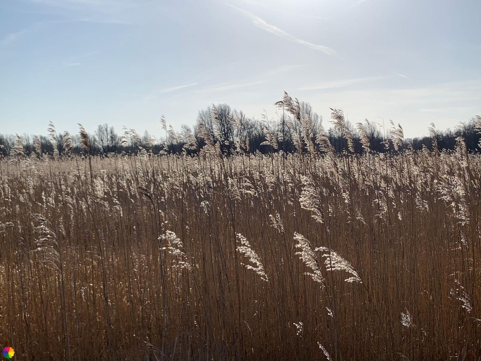 Golden reeds at the Diem river