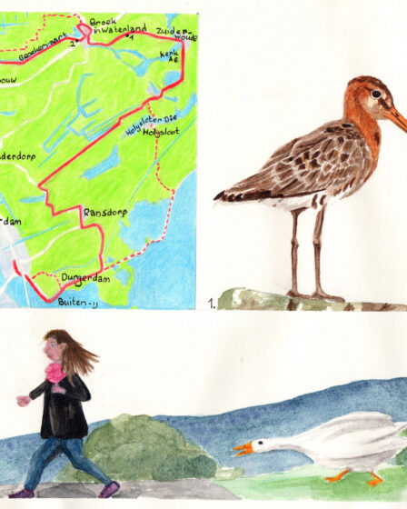 Hiking map Migration birds trail Het Schouw - Schellingwoude