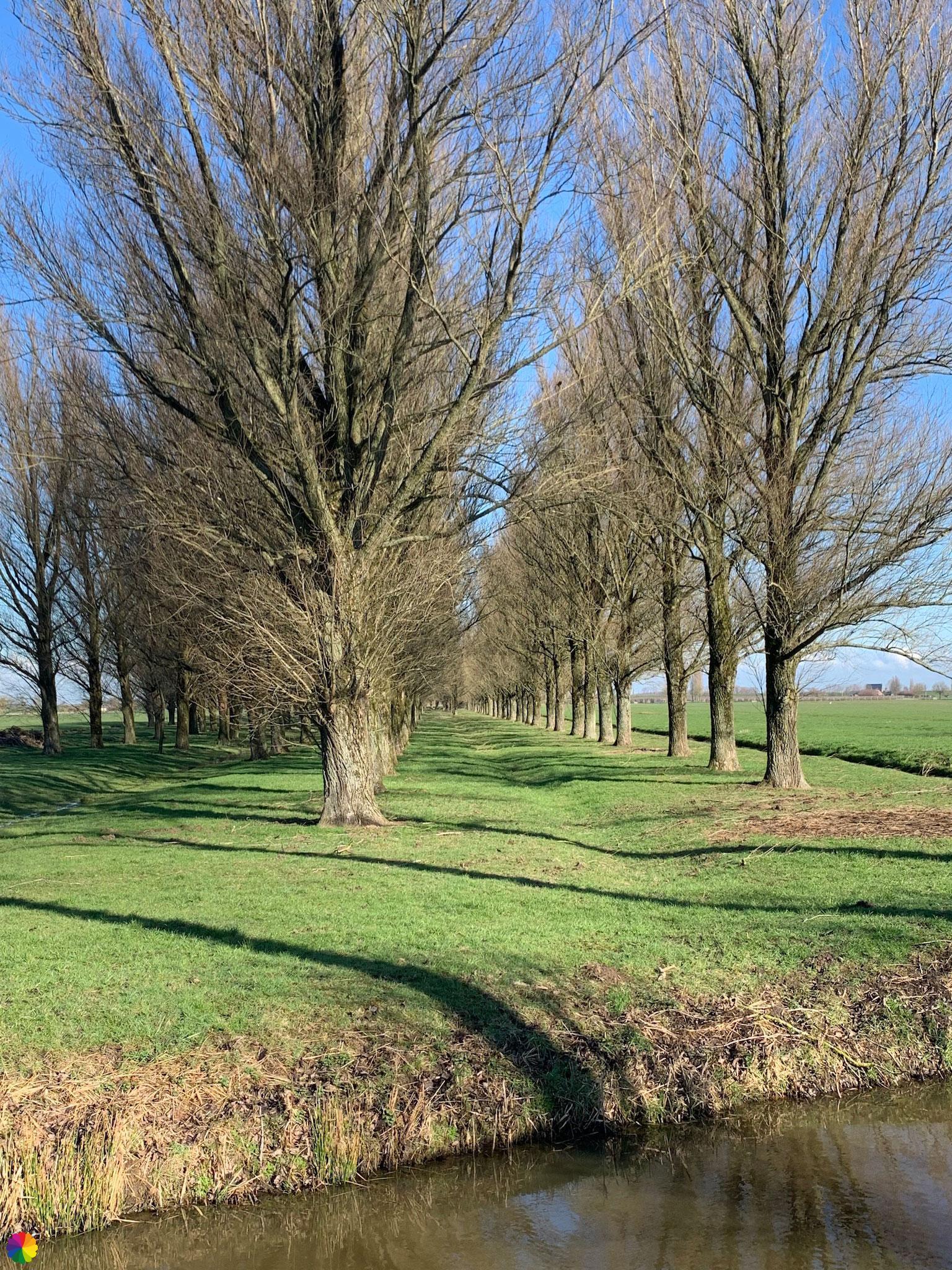 A row of tall trees