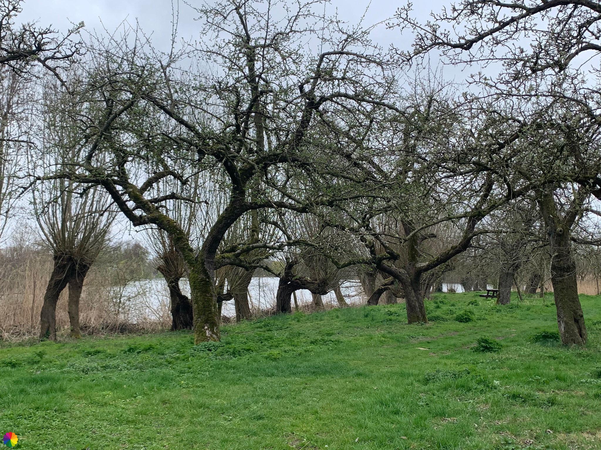 High-rise tree orchard at Wiel van Bassa