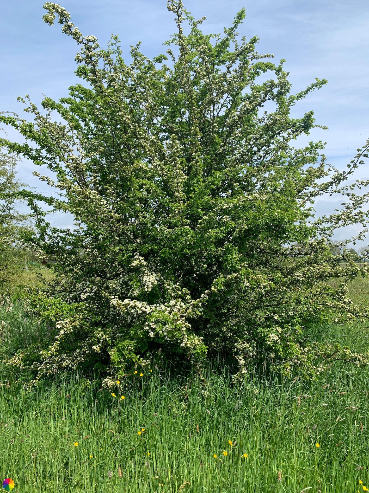 Bloesemboom in natuurgebied Tichelgaten