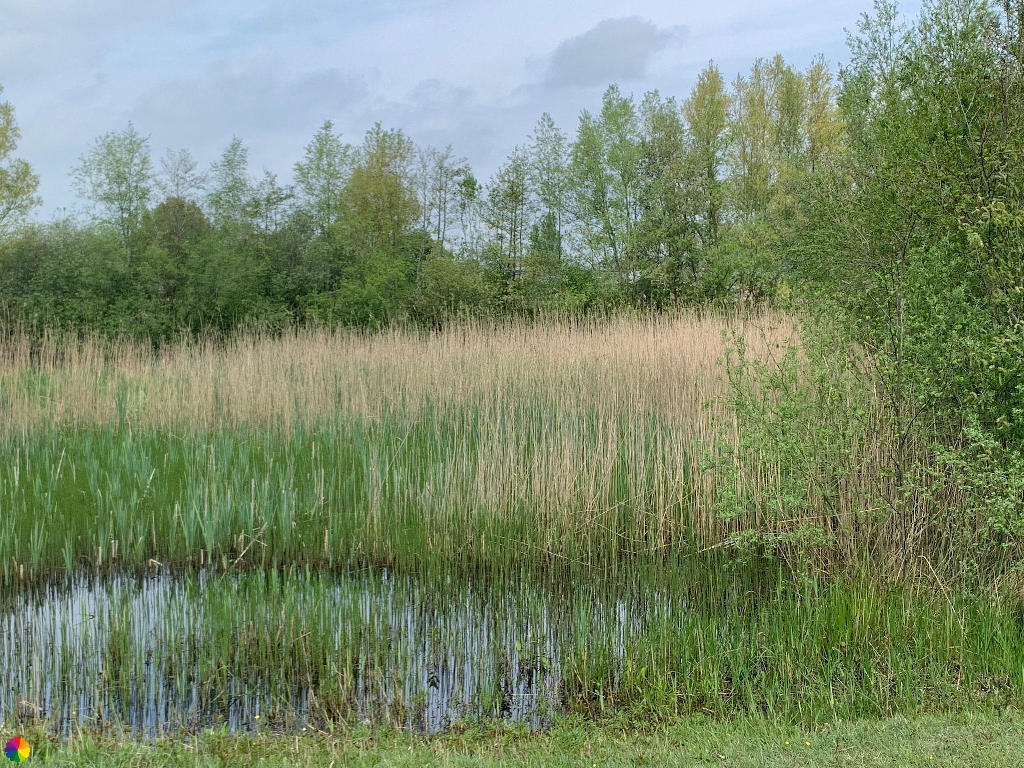 Reeds and frogs in nature reserve