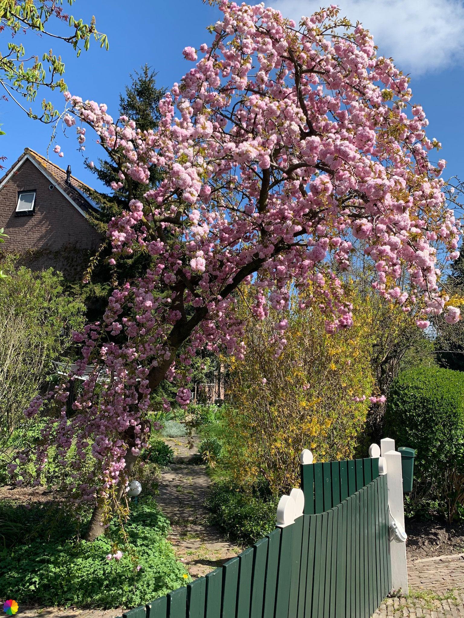 Blossom tree in Tricht