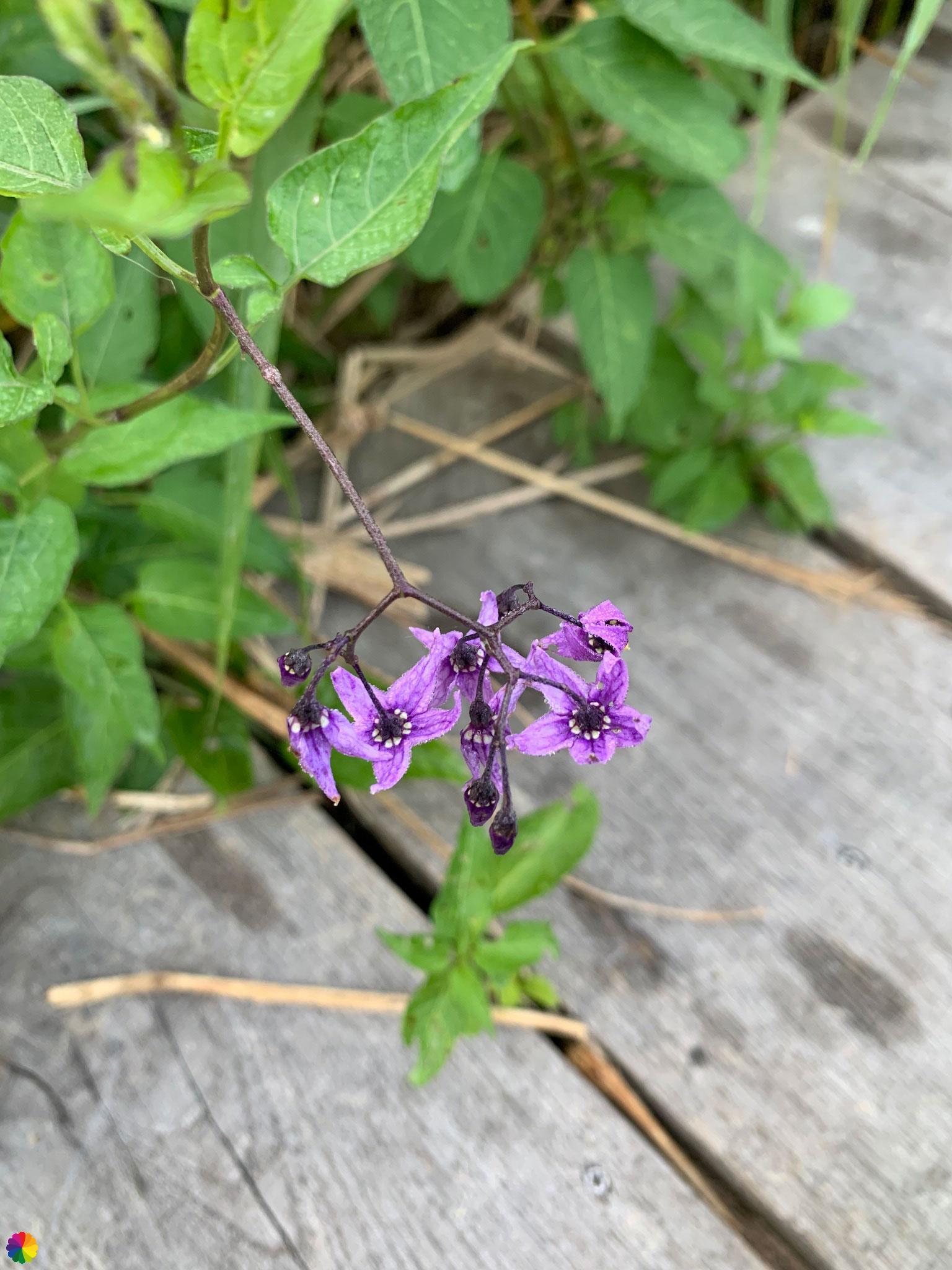 Purple flower at Groene Jonker nature reserve