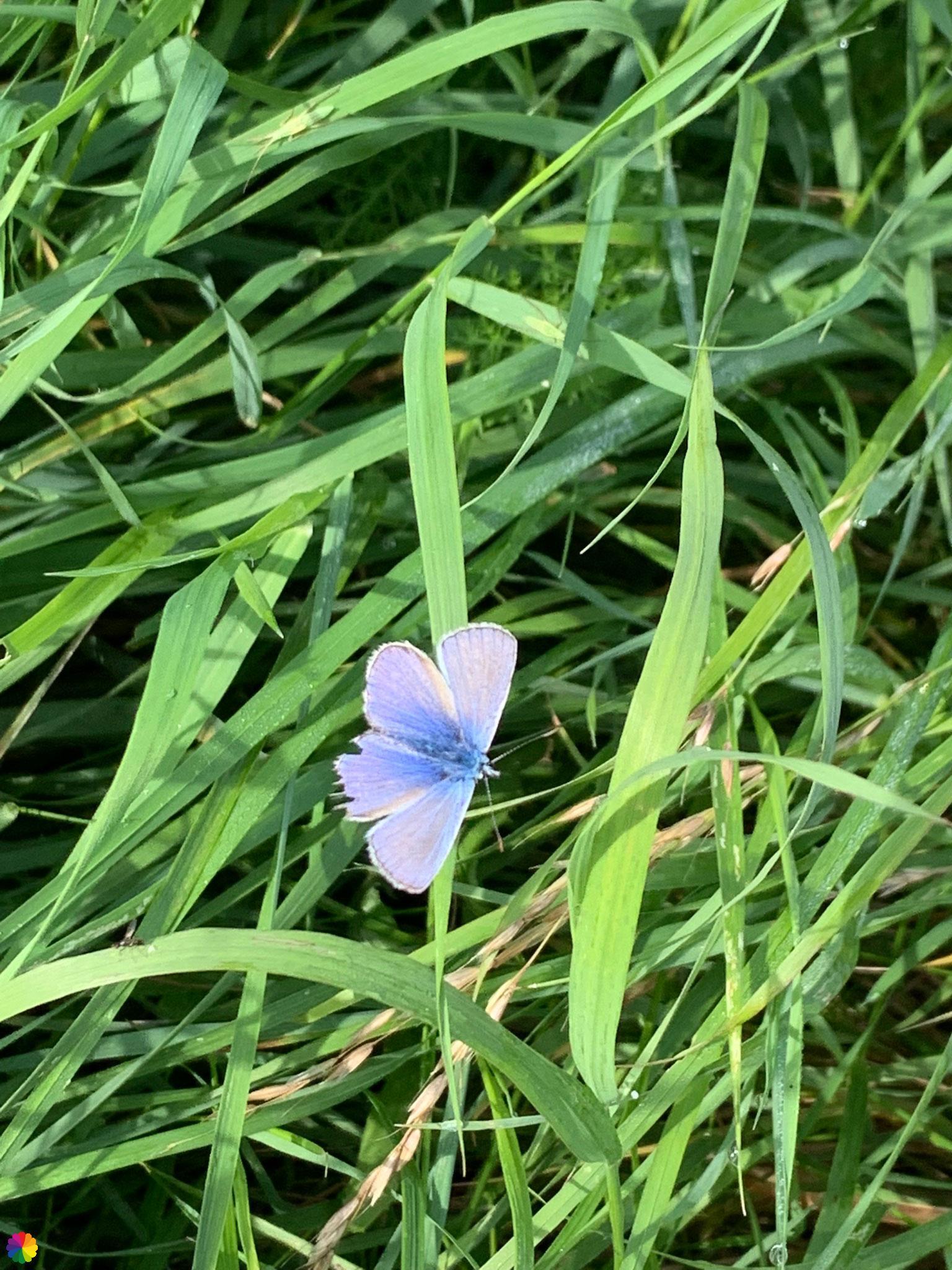 Butterfly common blue
