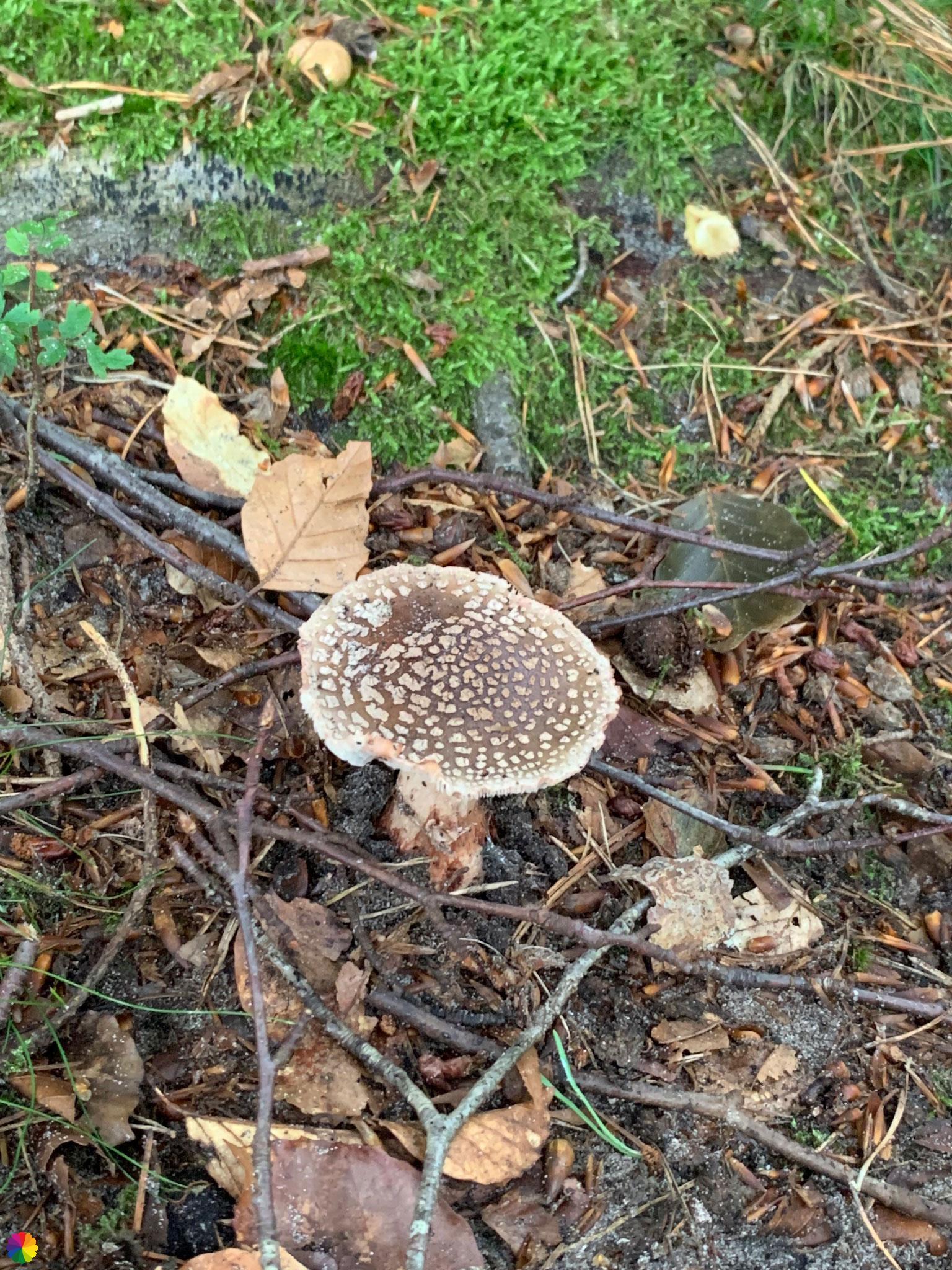 Donkerbruine paddenstoel