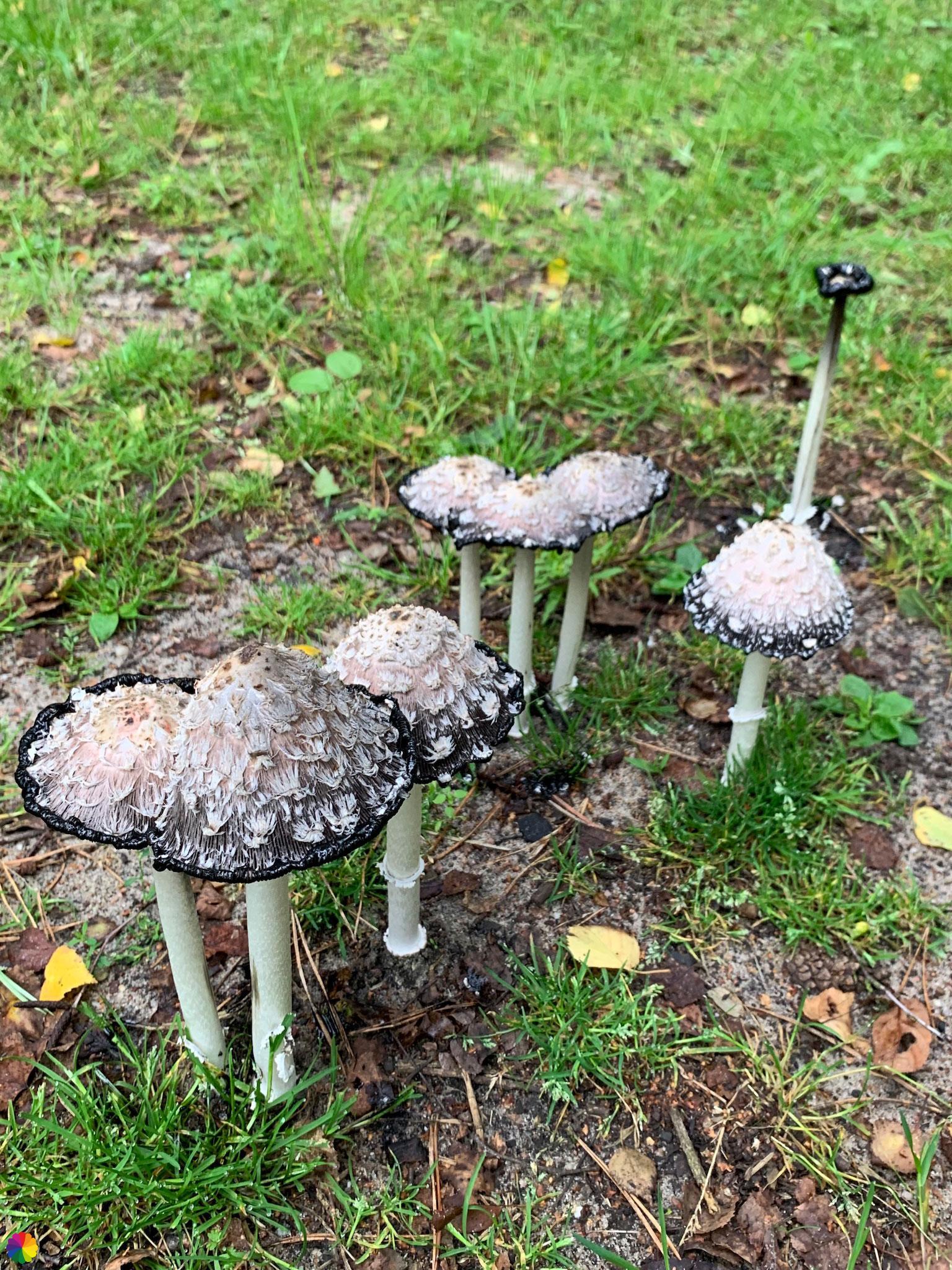 Inky cap mushrooms