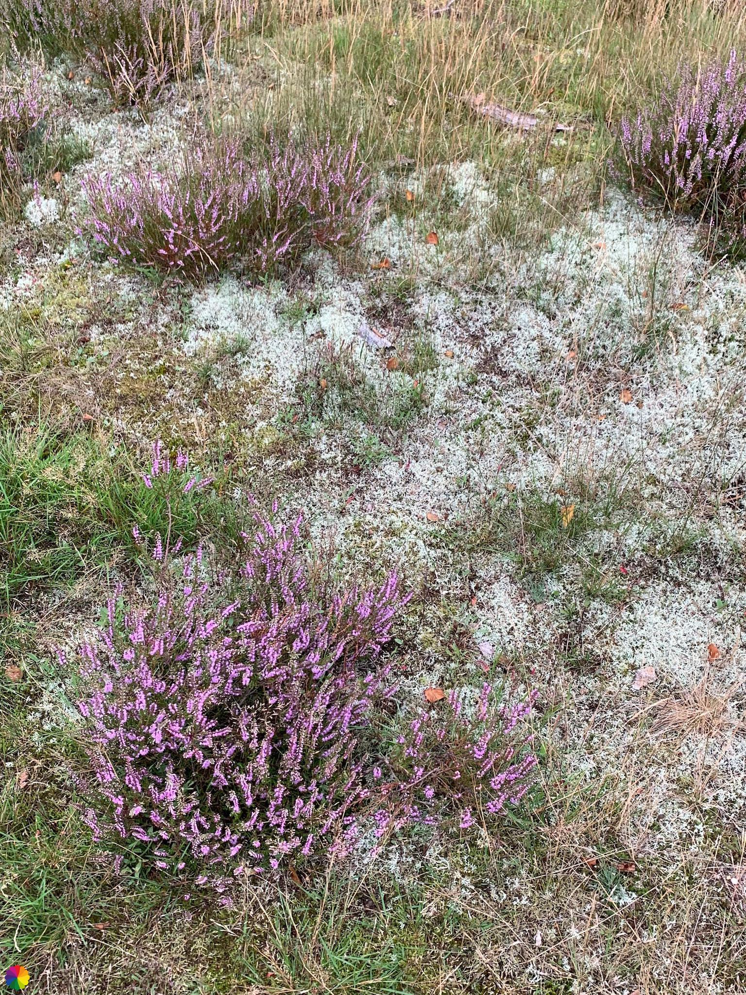 Heather shrub and moss at the Southern heatherlands