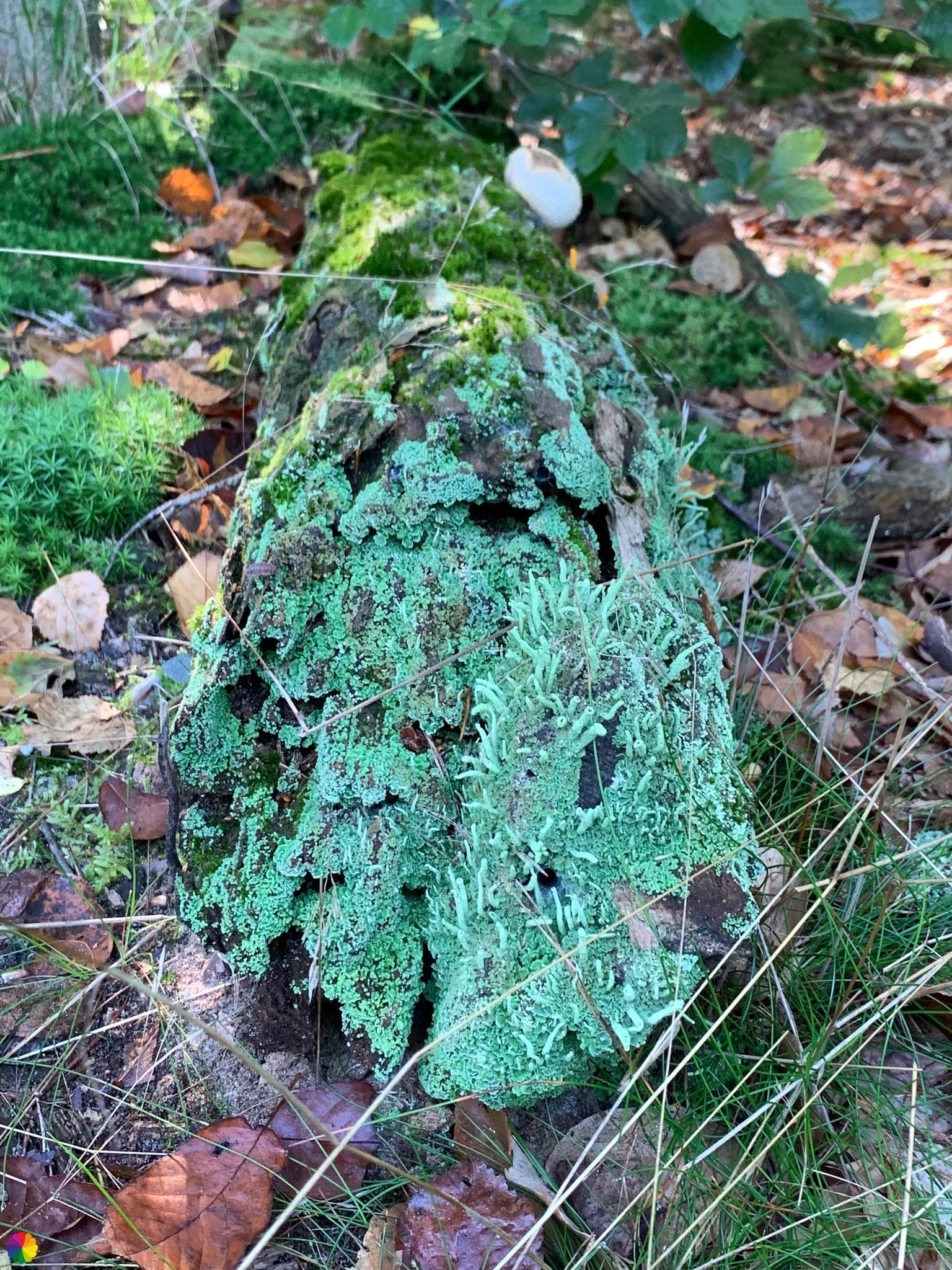 Green moss on a tree stump