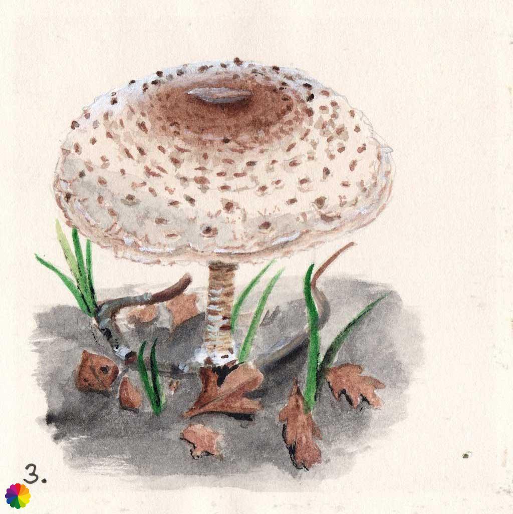 Illustration mushroom