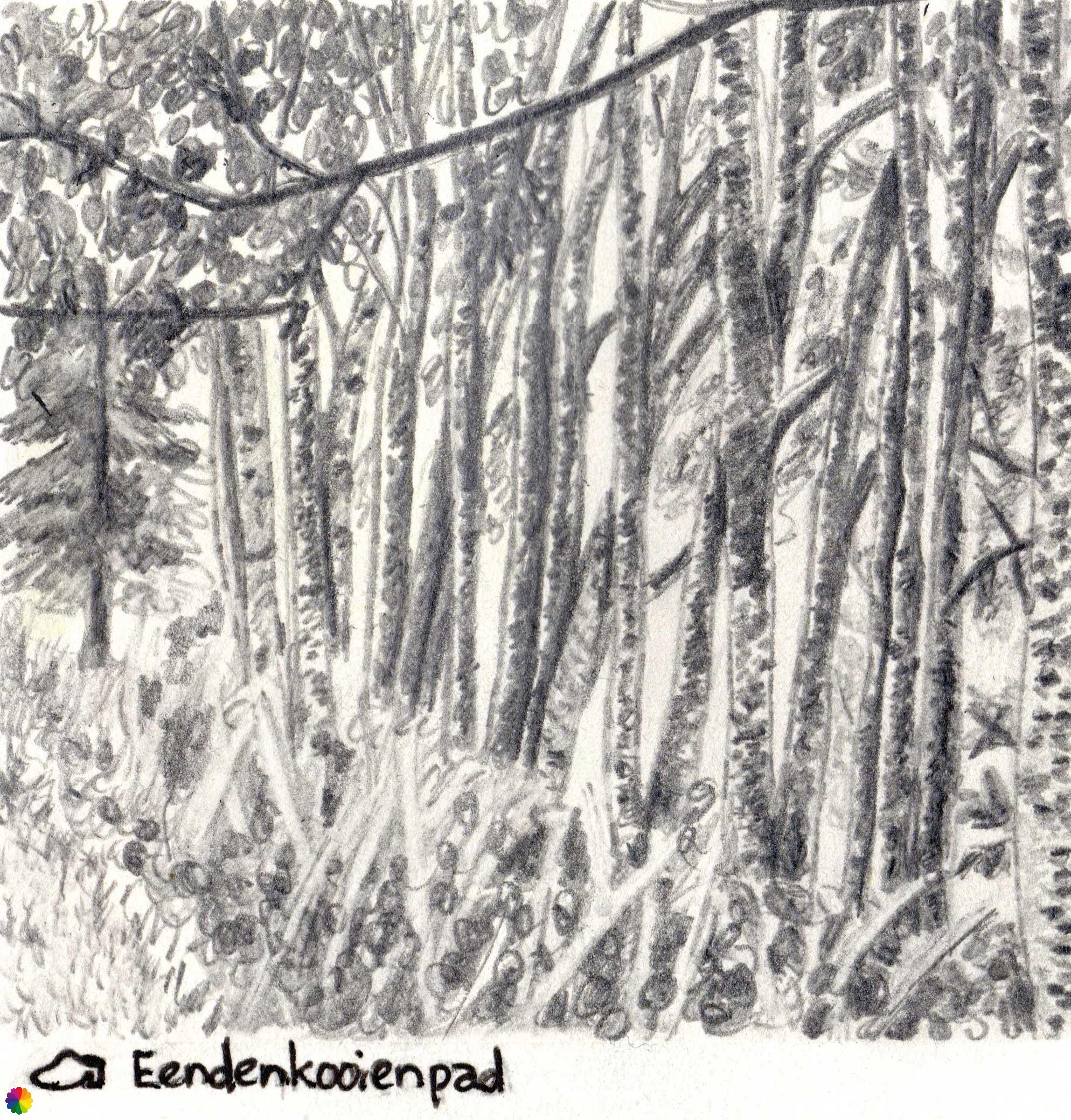 Sketch trees along the Noordzijdsekade on Duck decoy trail