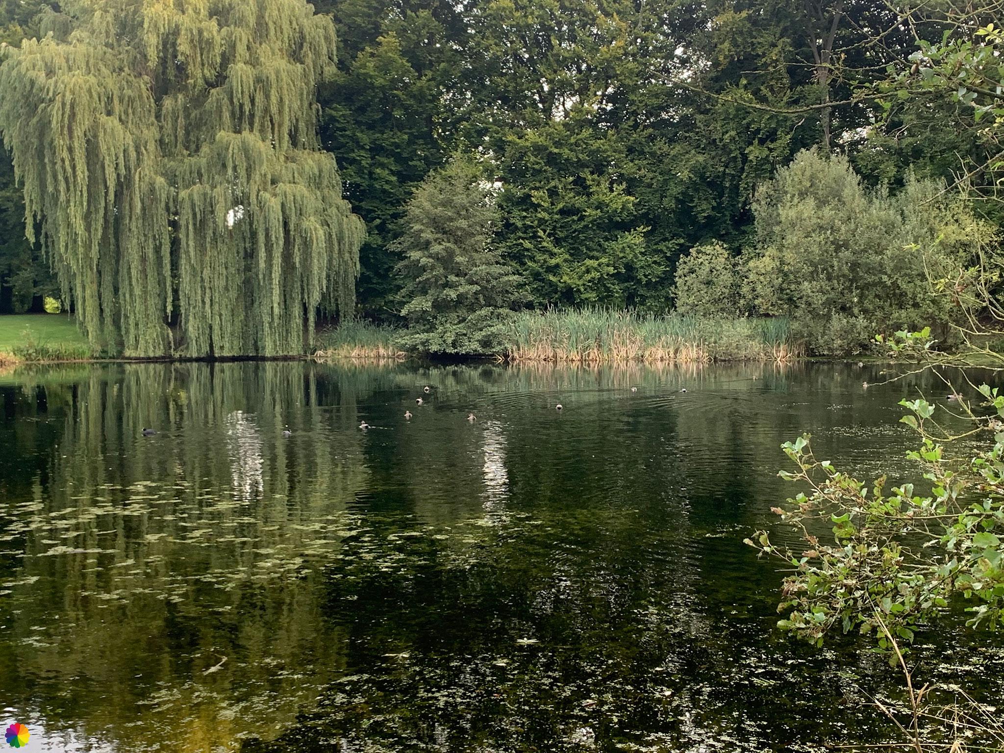 Pond at landgoed Hemmen