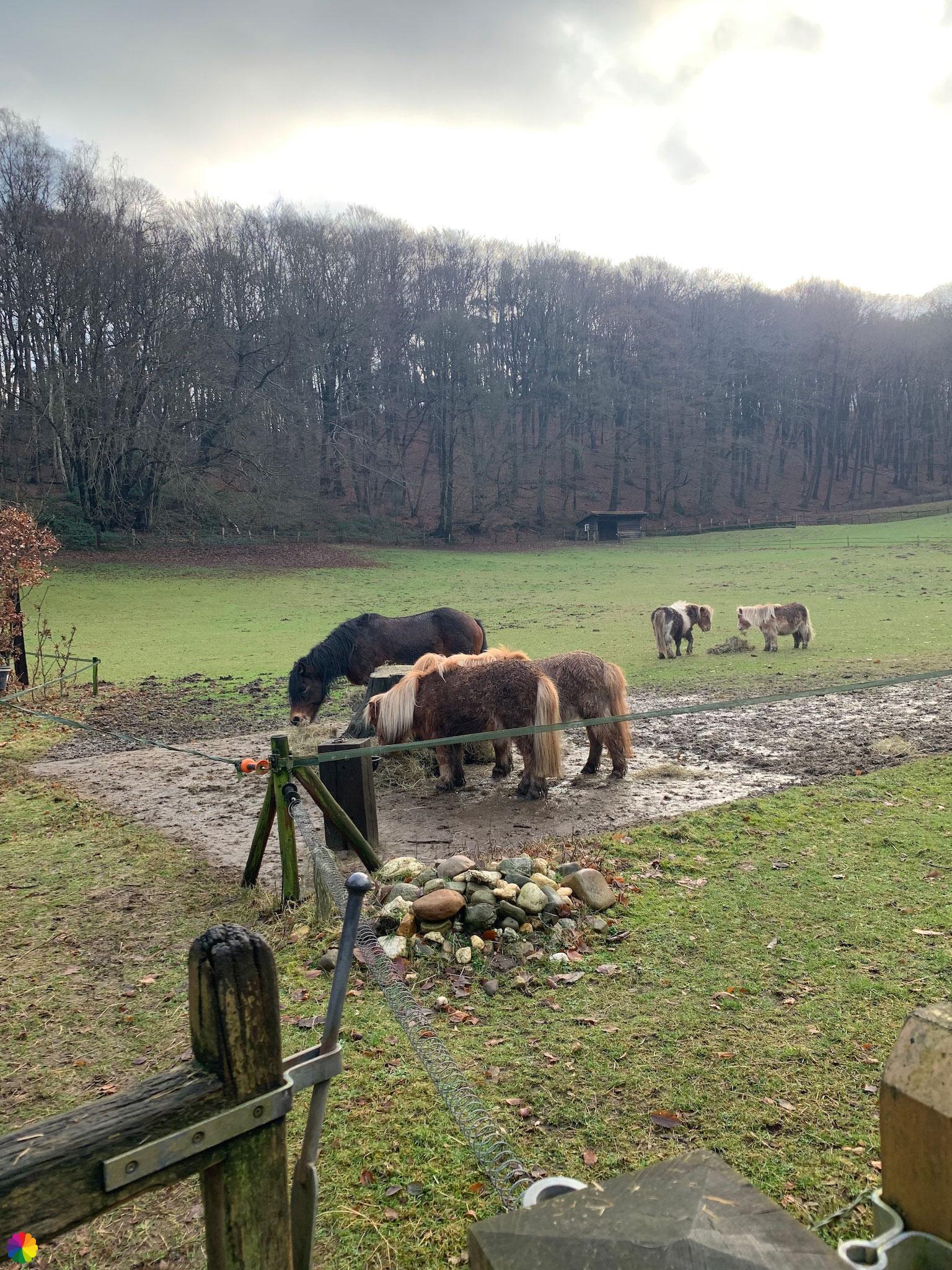 Pony's in Berg en Dal