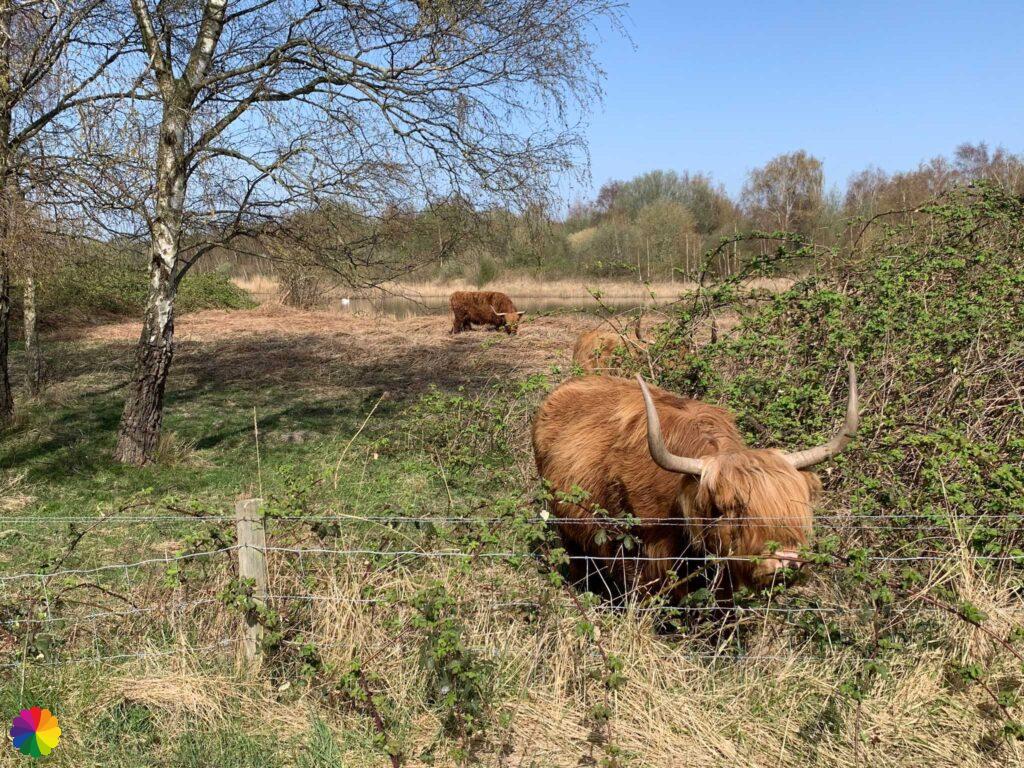 Highland cattle behind fence