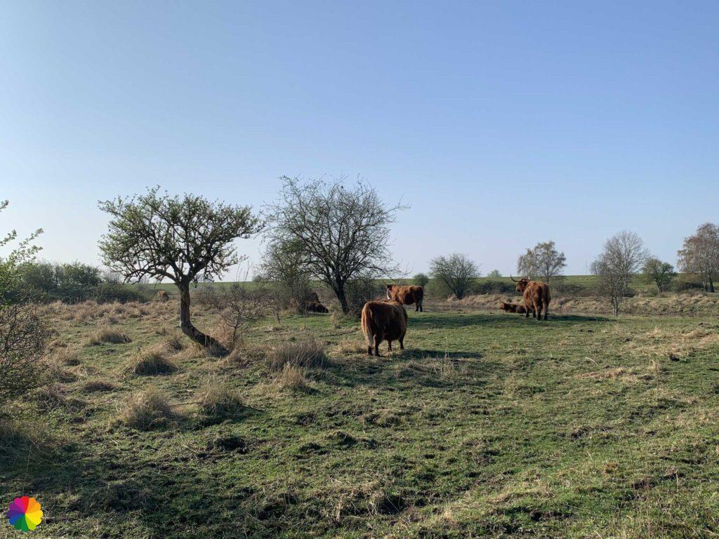 Highland cattle at Dintelse Gorzen