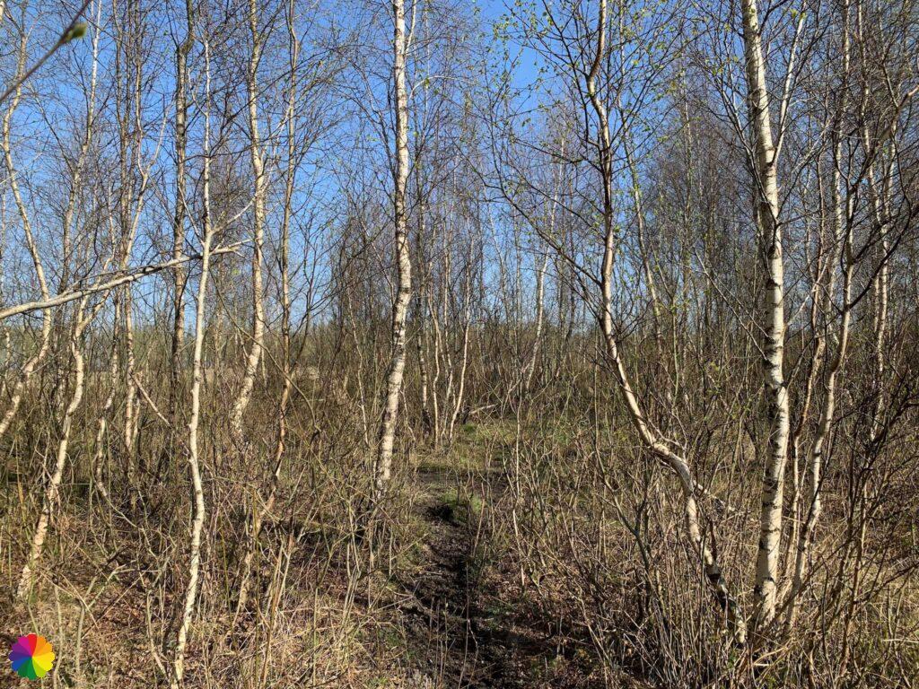 Birch forest at Dintelse Gorzen