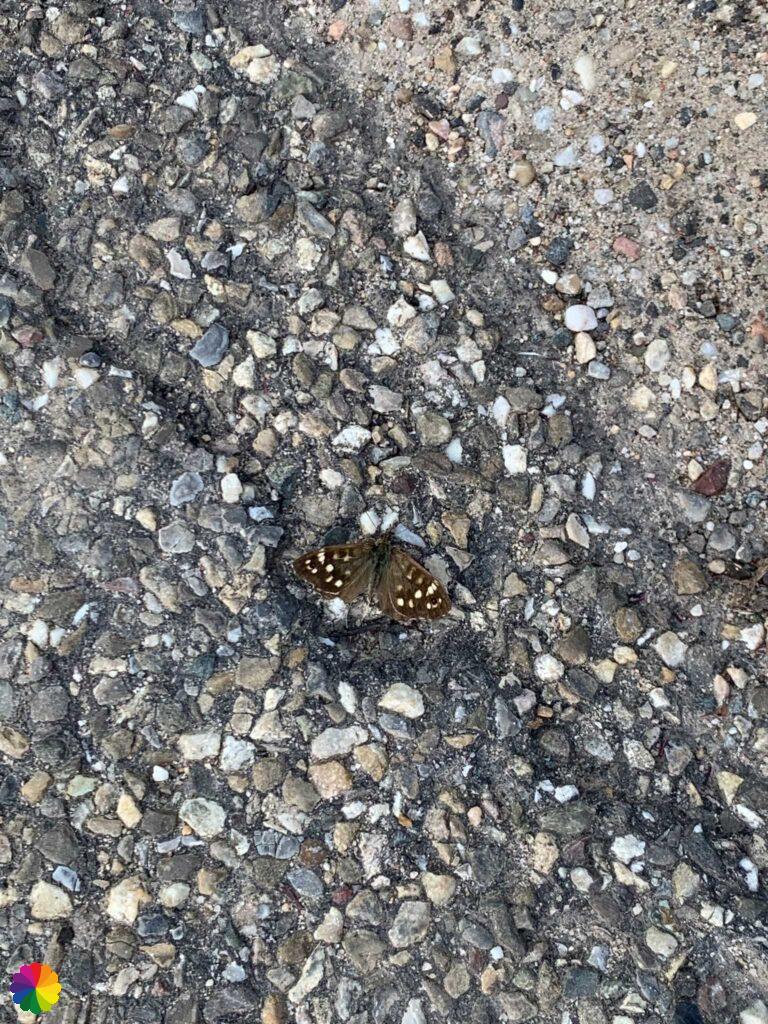 Vlinder op het Rhenoijsche pad
