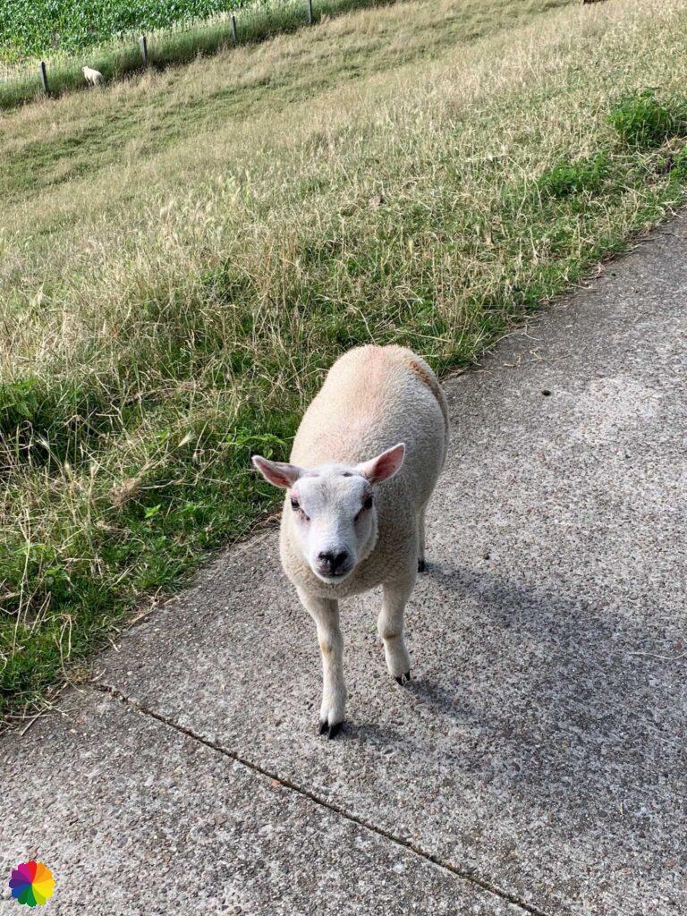 Curious little lamb