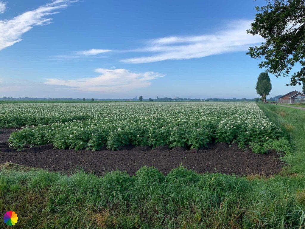 Potato field