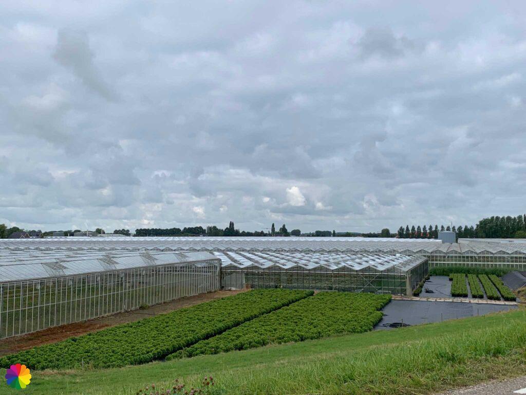 Greenhouses in Nieuwaal