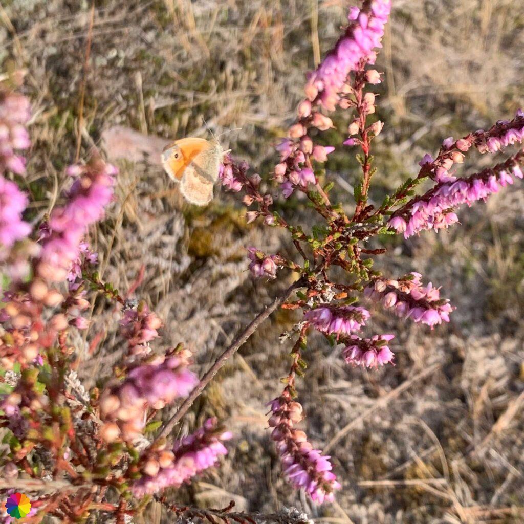 Butterfly at Soesterduinen