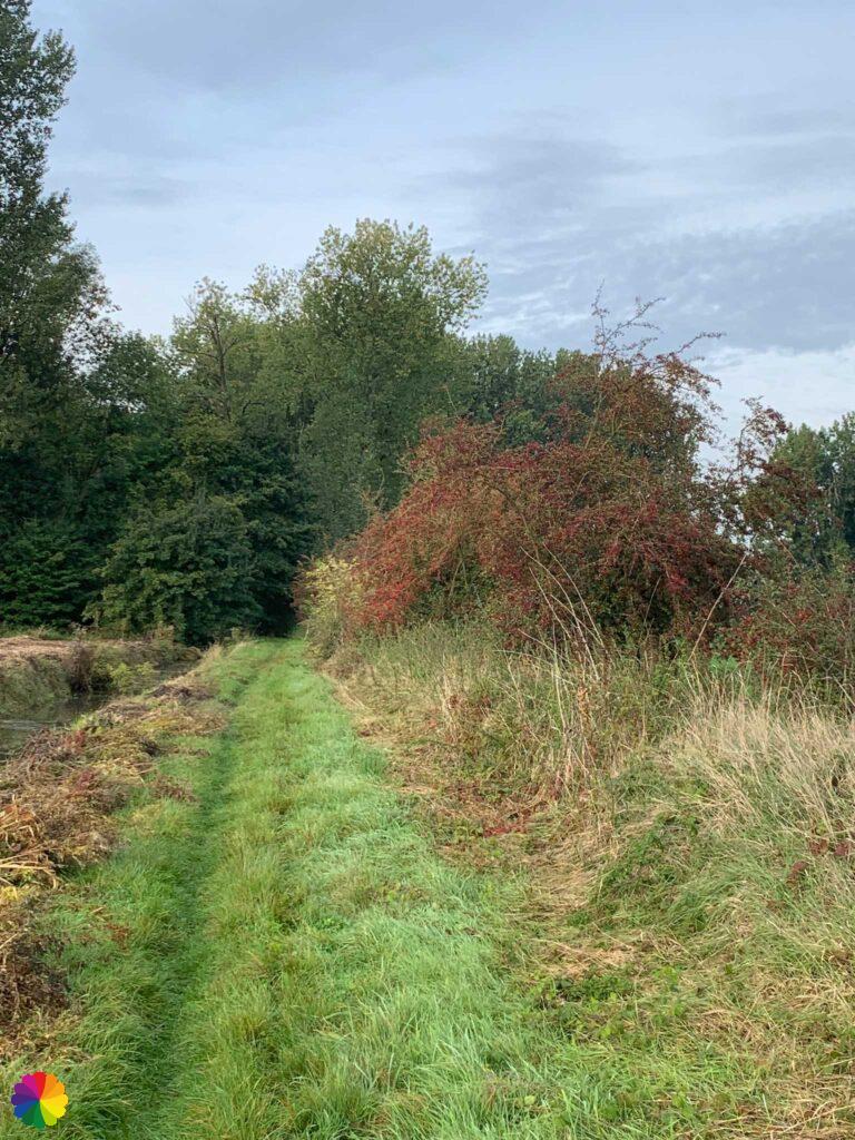Grassy path Leidschehoeven trail