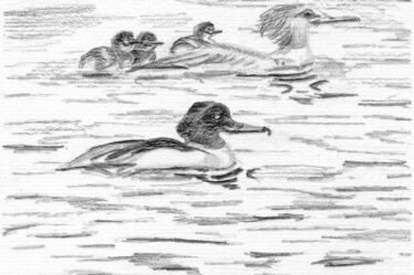Sketch goosander pair with younglings