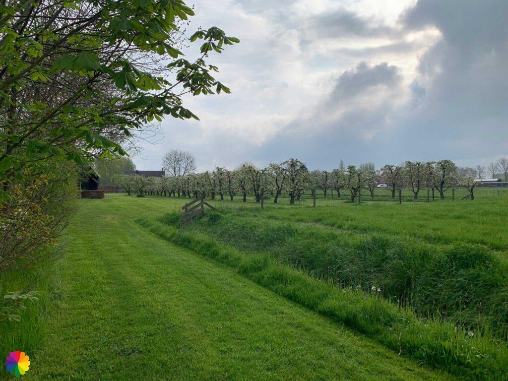 Orchard in Culemborg