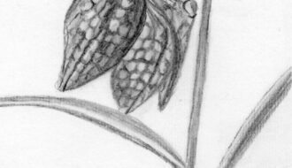 Schets kievitsbloem