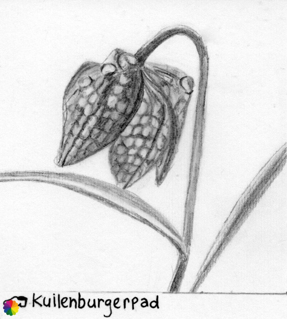 Sketch fritillary flower