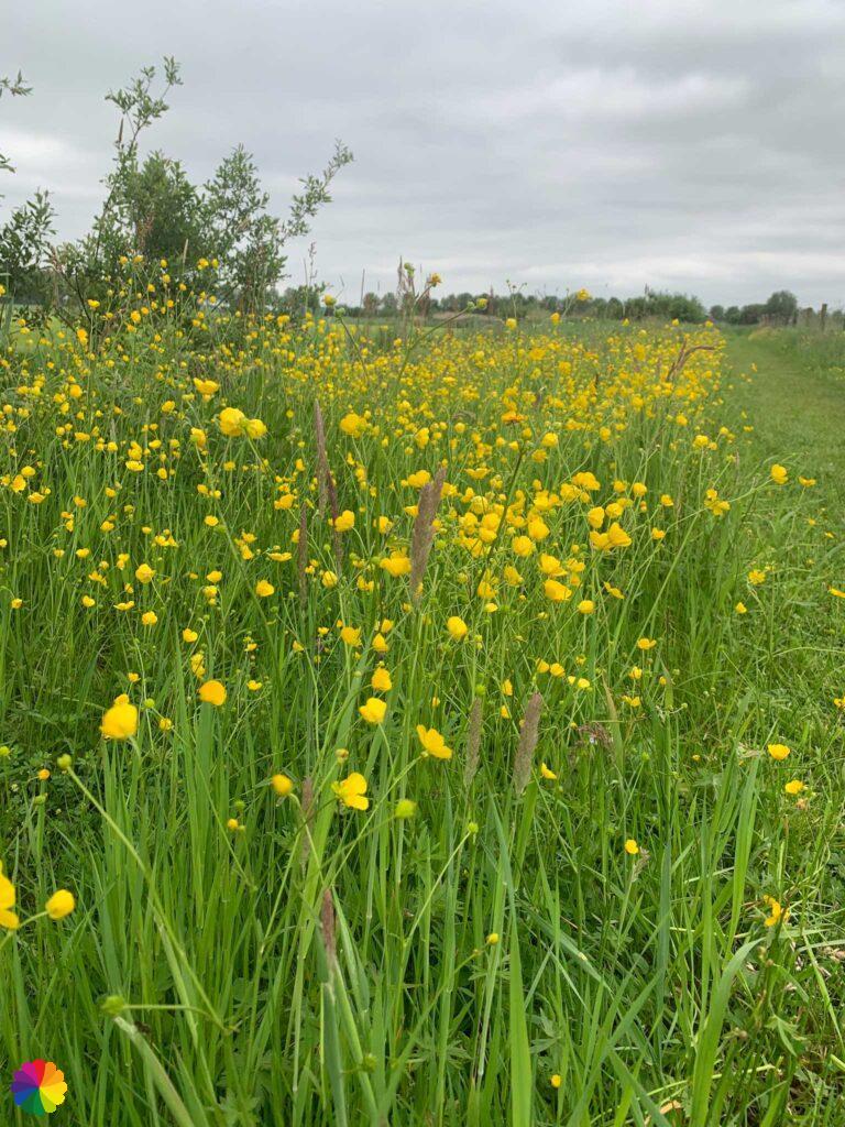 Fleurigheid langs Goilberdingerpad