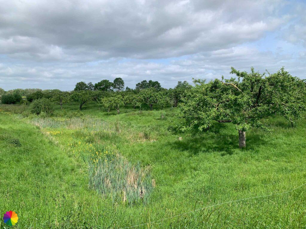 Fruitboomgaard langs het Goilberdingerpad