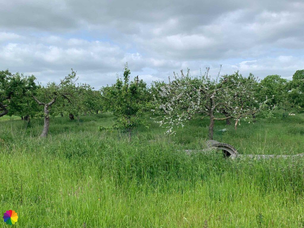 Fruitboomgaard langs het Goilberdingerpad