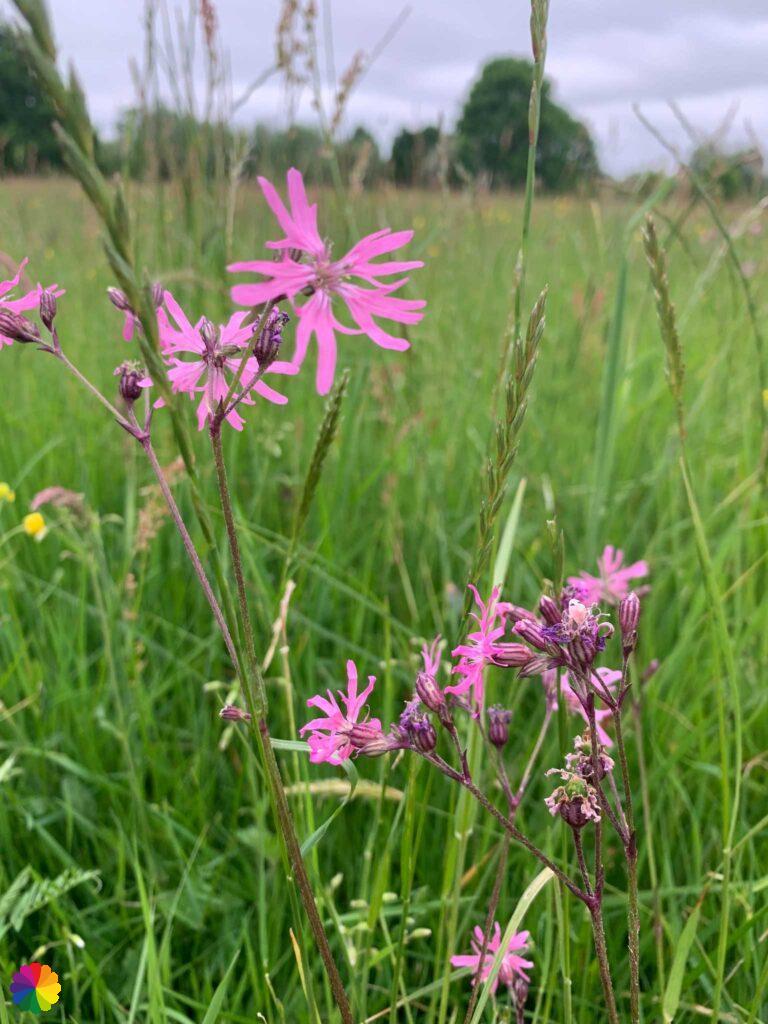 Mooie bloemen Molenkade