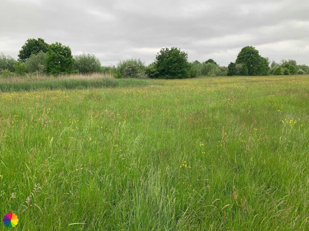 Natuurgebied Molenkade