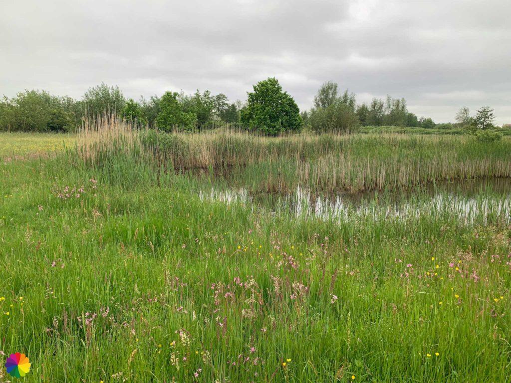 Natuurgebied Molenkade