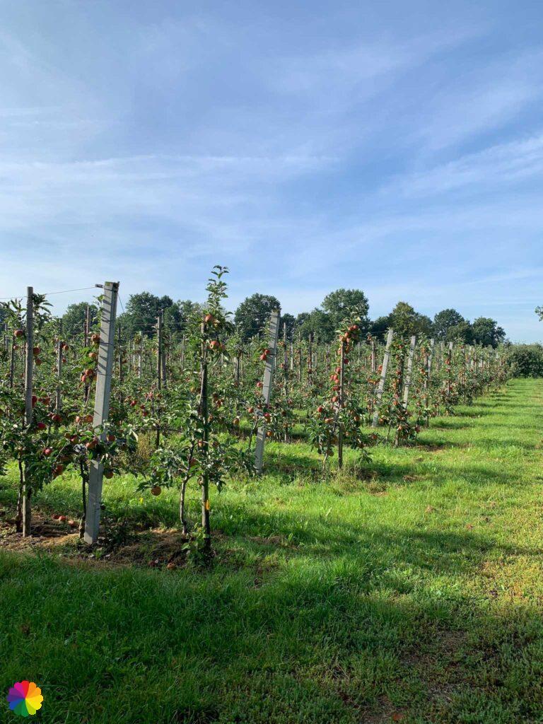 Appelboomgaard in Rossum