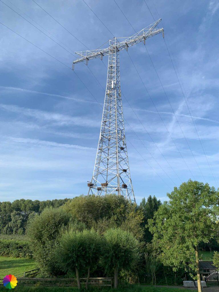 Ooievaarsnesten in de elektriciteitsmast